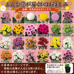 国華園 菊苗 小菊 切花菊福袋(名称見計らい・...の詳細画像2
