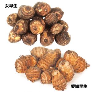 種イモ 里いも 極旨里いもセット 2種1kg / 里芋 里いも 里イモ さといも 種芋 タネイモ 家庭菜園 自家菜園 女早生 愛知早生 おんなわせ あいちわせ 美味しい