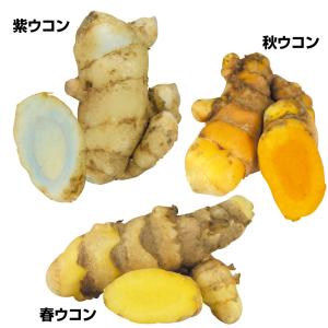 種イモ ウコン 人気のウコンセット 3種1.5kg / うこん 春ウコン 秋ウコン 紫ウコン はるうこん あきうこん むらさきうこん 健康 栄養満点 栄養豊富
