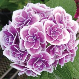 アジサイ 苗 天照太御神PVP 1株 紫陽花苗 花木苗 国華園