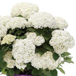 アメリカアジサイ 苗 アナベル フラワーフル 1株 紫陽花苗 花木苗 国華園