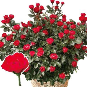 ミニバラ 苗 四季咲き性 ゼプティPVP 1株 ミニ薔薇苗 花木苗 国華園