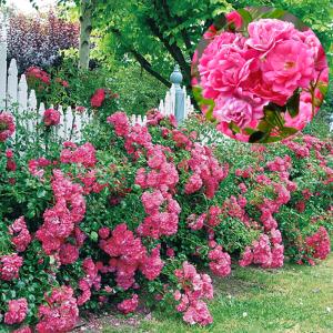 バラ 苗 フラワーカーペットRローズ ピンク 1株 四季咲き PW 薔薇苗 花木苗 国華園