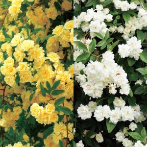 モッコウバラセット 苗 2種2株 一季咲き 木香薔薇苗 花木苗 国華園