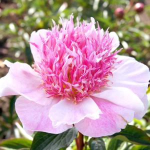 芍薬 苗 ドゥーテル 2〜3芽付ポット苗 1株 シャクヤク苗 国華園