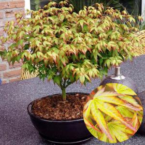 もみじ 苗 寿もみじ(リトルプリンセス) 1株 花木苗 国華園