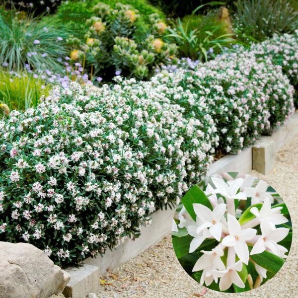 四季咲き沈丁花 苗 エターナルフレグランス 1株 花木苗 国華園