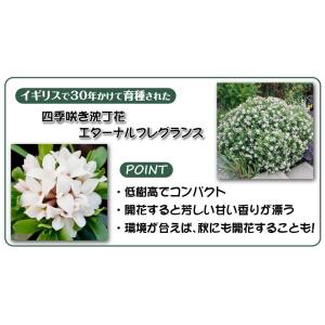 国華園 四季咲き沈丁花 苗 エターナルフレグラ...の詳細画像2