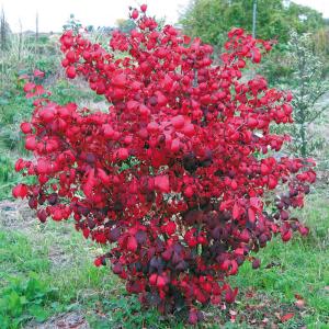 国華園 ニシキギ 苗 コンパクタ 2株 花木苗