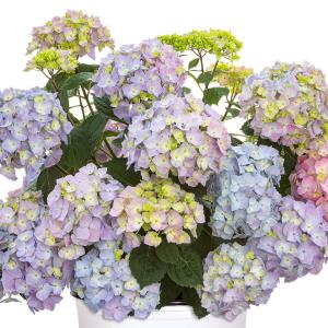 国華園 アジサイ 苗 サマーメドレー ペールシャボン 1株 PW 紫陽花苗 花木苗