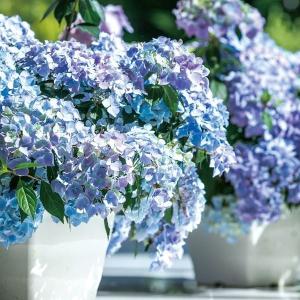 アジサイ 苗 ラグランジア(R) クリスタルヴェール2 品種登録出願予定 1株 PW 紫陽花苗 花木苗 国華園