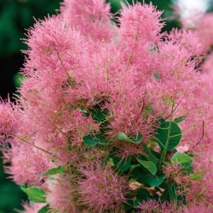 スモークツリー 苗 スモーキージョー外 1株 花木苗 国華園