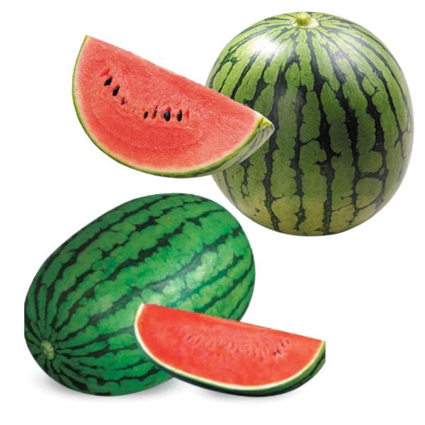 接木野菜苗 スイカ 特選小玉スイカセット 2種4株  西瓜 set やさいなえ なえ 国華園