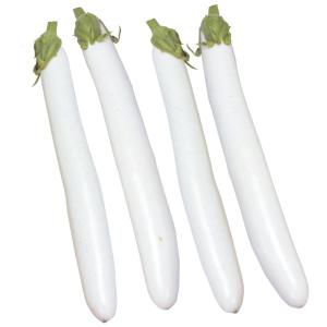 接木野菜苗 細長ナス F1白茄子 1株 茄子 やさいなえ なえ 国華園