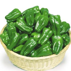 接木野菜苗 ピーマン F1緑小町 1株 やさいなえ なえ 国華園