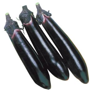 実生野菜苗 太長ナス F1黒仙 56株 茄子 自根苗 やさいなえ なえ 国華園