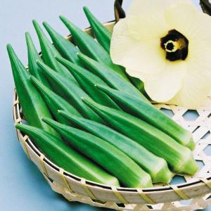 実生野菜苗 オクラ おいしいオクラEX 2株 自根苗 やさいなえ なえ 国華園