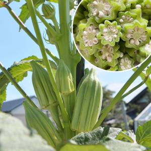 実生野菜苗 オクラ ダビデの星 2株 自根苗 やさいなえ なえ 国華園