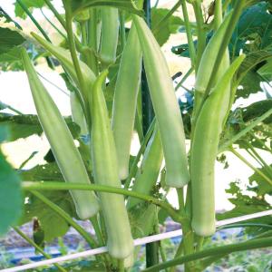 実生野菜苗 オクラ ホワイト丸莢オクラ 2株 自根苗 やさいなえ なえ 国華園