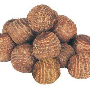 芽出しポット苗 サトイモ 石川早生 28株 里芋 いも いしかわわせ