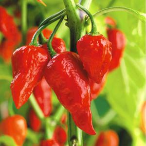 種 野菜たね トウガラシ ジョロキア 1袋（5粒） 唐辛子 激辛 やさいの種 国華園