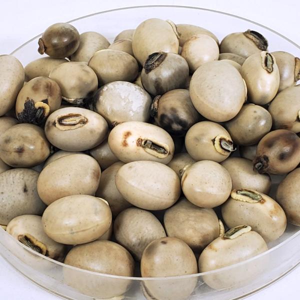 種 野菜たね マメ ムクナ豆 1袋（10粒） 八升豆 やさいの種 国華園