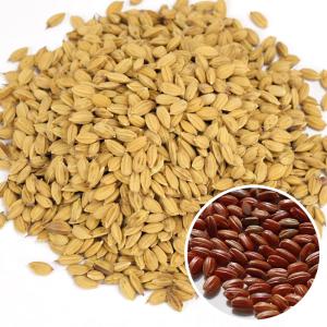 種 野菜たね 穀物 水稲うるち米 赤米 ベニロマン 1袋（100g） 種もみ 種籾 たねもみ こめ 米 すいとう やさいの種 国華園