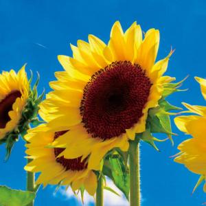 種 花たね ひまわり 巨大ヒマワリ 1袋(2000mg)