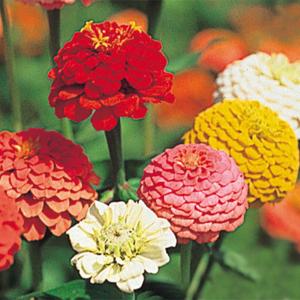 種 花たね 百日草 リリパット混合 1袋(1000mg)