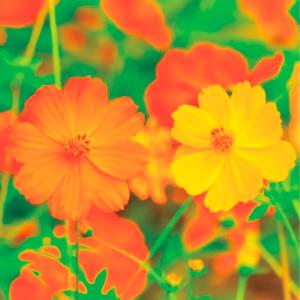 種 花たね コスモス 黄色コスモス 1袋(1000mg)