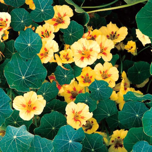 種 花たね 金蓮花 ピーチメルバ 1袋(2000mg)