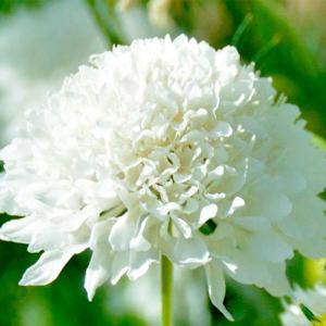 種 花たね スカビオサ ホワイト 1袋(300mg)