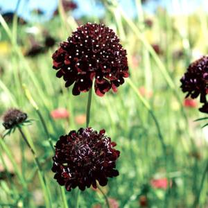 種 花たね スカビオサ 黒紫 1袋(300mg)