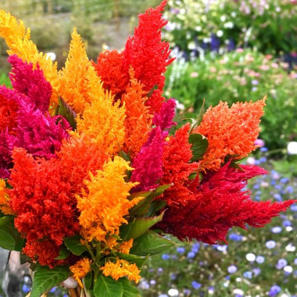 種 花たね 槍ケイトウ プルームミックス 1袋(300mg)