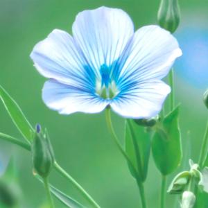 種 花たね 一年草 アマ ブルー 1袋(2000mg)