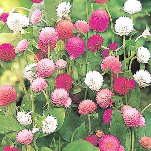 種 花たね 千日紅 矮性千日紅混合 1袋(100mg)