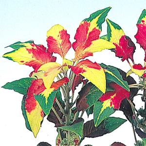 種 花たね ケイトウ 三色けいとう パーフェクタ...の商品画像