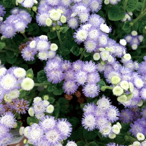 種 花たね アゲラタム ボールミックス 1袋(150mg)