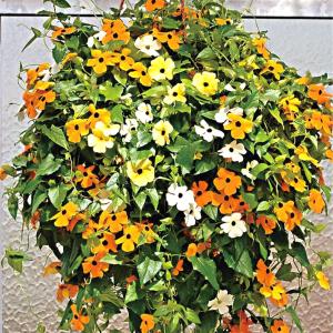 種 花たね ツンベルギアミックス 1袋(200mg)
