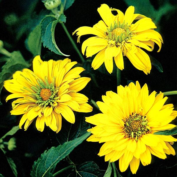 種 花たね ヘリオプシス サマーサン 1袋(150mg)