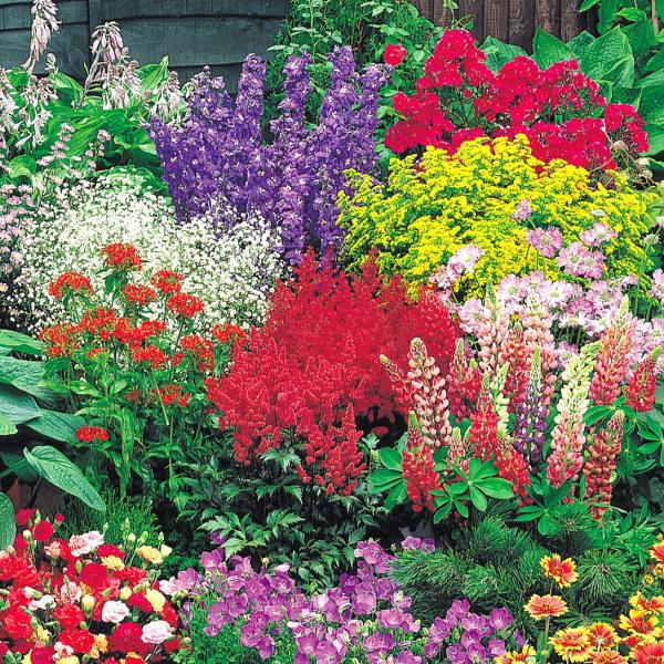 種 花たね スペシャルミックス 宿根草ミックス 1袋(300mg)