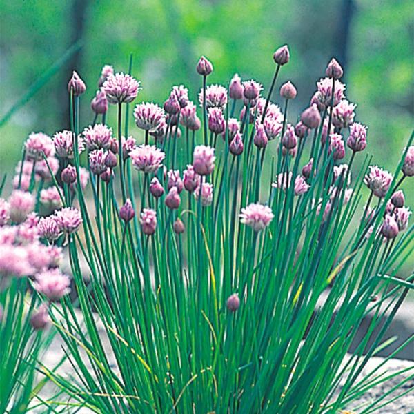 種 花たね 多年草 チャイブ 1袋(350mg)