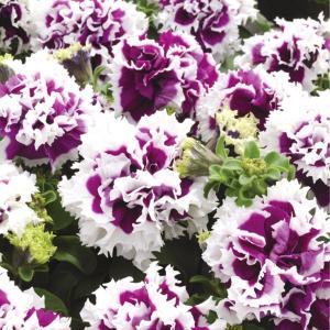 種 花たね ペチュニア ピロエッテ パープル 1袋(20粒)