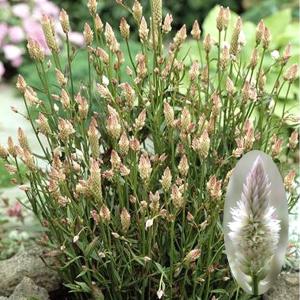 種 花たね ケイトウ ザンティッペ 1袋(80粒)