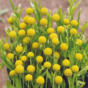 種 花たね セファロフォラ パイナップル 1袋(20粒)