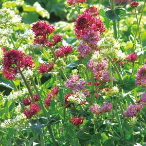 種 花たね セントランサス セントランサスミックス 1袋(40粒)