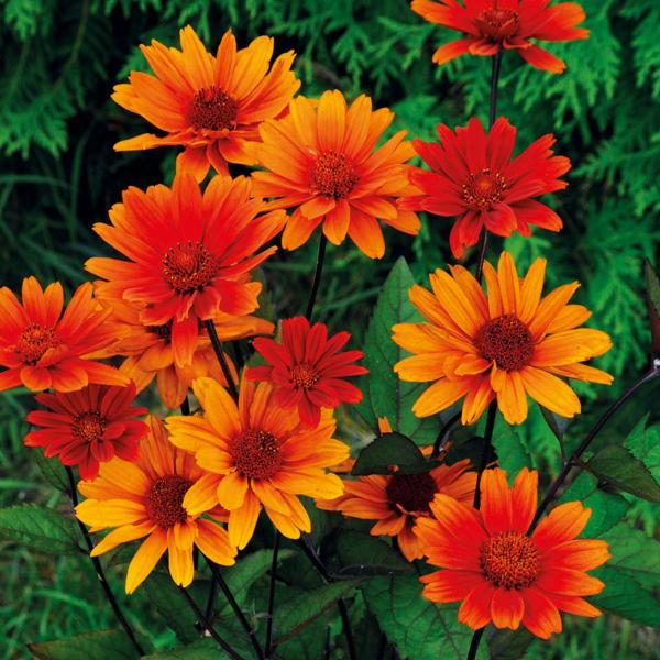 種 花たね ヘリオプシス ブリーディングハーツ 1袋(15粒)