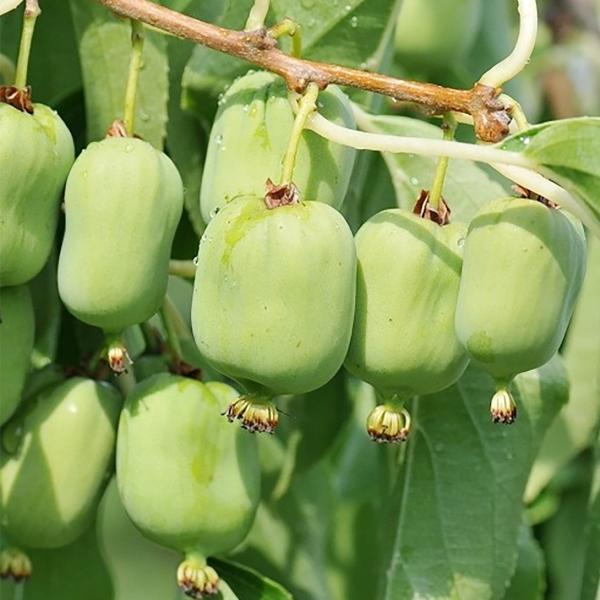 果樹苗 ミニキウイ ルーシー外(メス木) 1株