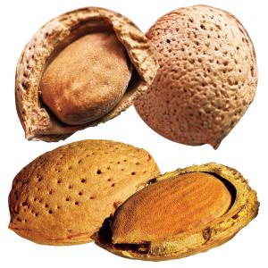 果樹苗 アーモンドセット 2種2株