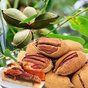 果樹苗 ピーカン 大粒ピーカンセット 2種2株 爆買